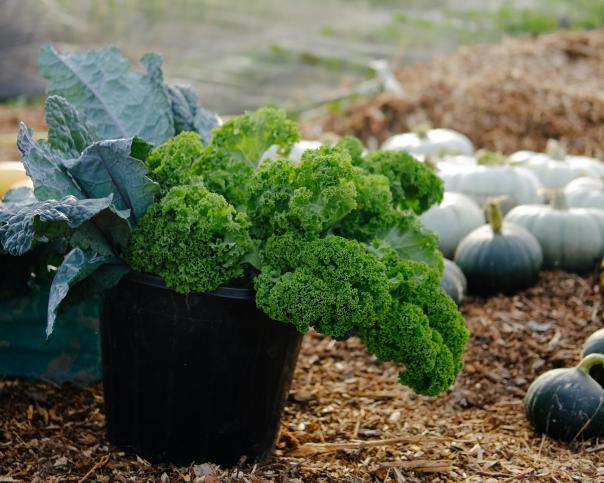 Soil Association welcomes Welsh Government’s Community Food Strategy